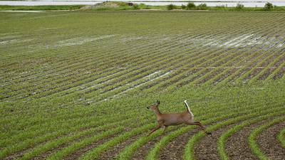 Deer nuisance bill awaits governor’s signature