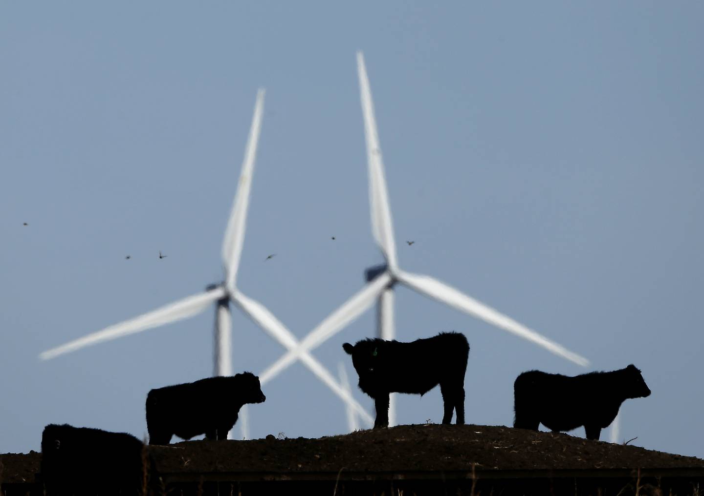 Cattle graze in a pasture against a backdrop of wind turbines.