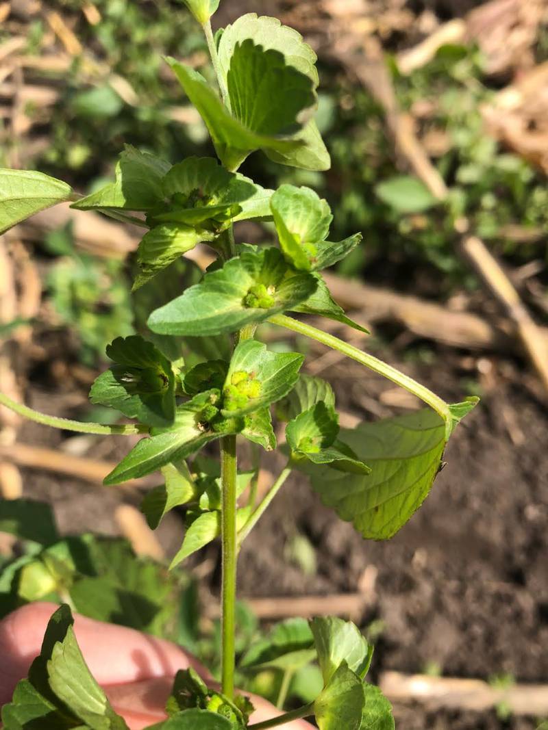 Compared to similar plants in the spurge family, Asian copperleaf does not produce milk sap. Plants are upright and can reach three feet in height. Leaves are lanceolate, serrated, two-to-three inches long, and the bracts are located beneath the flower and range from circular to heart-shaped.