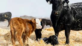 Focus on Agriculture: The rhythm of calving