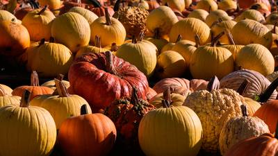 Halloween pumpkin waste is a methane problem, but chefs and farmers have solutions
