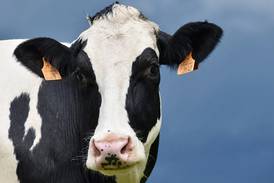 Letter to the Editor: Dairy farmers need $13 margin floor price