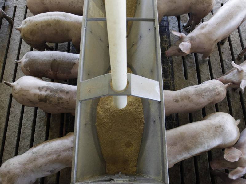 Focus on healthy animals to help prevent disease outbreaks