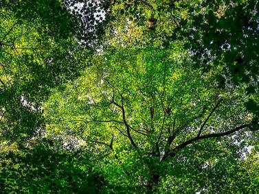 Illinois forestry expert weighs in on U.S. Forest Service reorganization