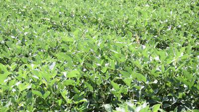 Soybean farmers share farm bill priorities
