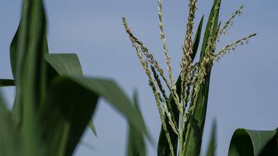 AFBF survey: Majority of U.S. farmers unable to meet fertilizer needs