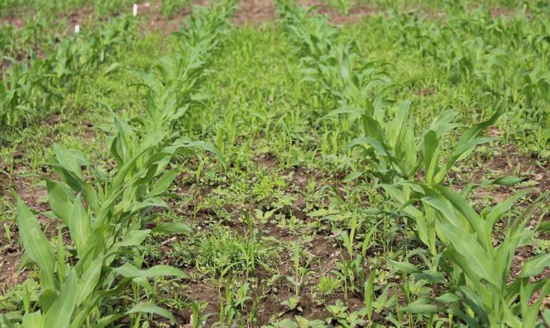 Uncontrolled weeds in a cornfield.