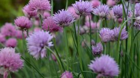 Haag: Edible flowers can add unique color and spice to your dish