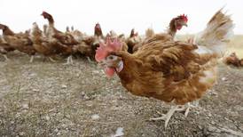 Bird flu drives free-range hens indoors to protect poultry