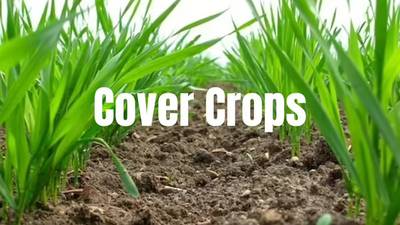 Learn the basics: How to get started in cover crops