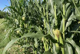 Illinois crop progress for week ending July 27