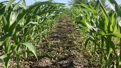 Indiana crop progress for week ending June 22