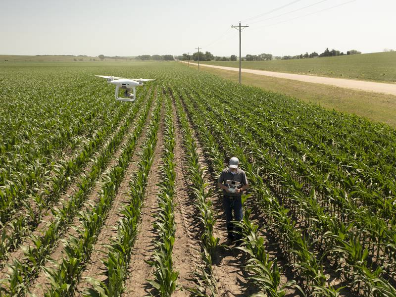 Drones help farmers understand stand establishment