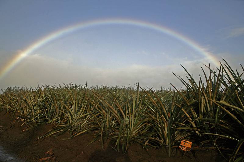 A rainbow is seen over a pineapple field in Kunia on Oahu, Hawaii.