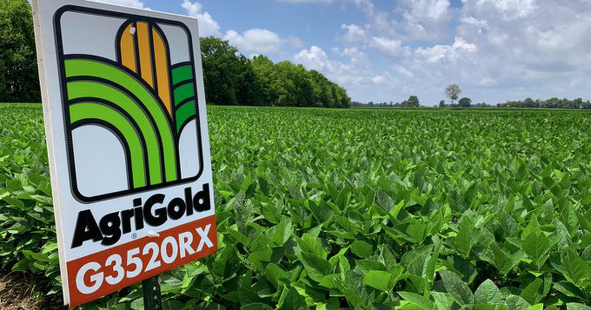 HY+Qdesignated soybean variety sets world yield record AgriNews