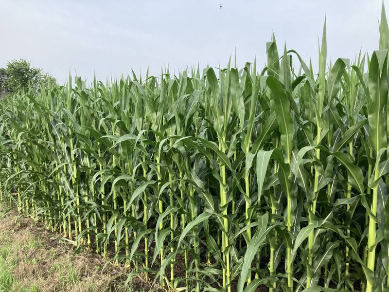 Illinois crop progress for July 18.