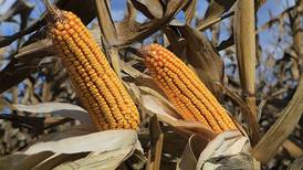 Trade panel rules against Mexico’s GMO ban