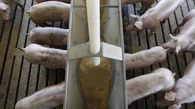 Focus on healthy animals to help prevent disease outbreaks