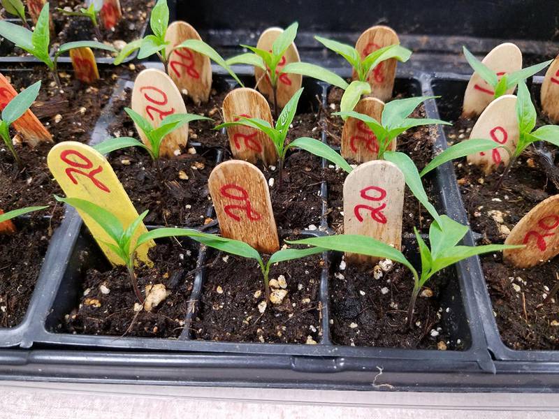 Starting your own seedlings for the garden is a great way to save money and grow varieties of flowers, vegetables and other plants not usually found in stores or garden centers. Join the Kane County Master Gardeners for a March 28 workshop on seed starting. To learn more or register, visit web.extension.illinois.edu/dkk.