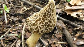The morel of the story: Mushroom hunting season a go