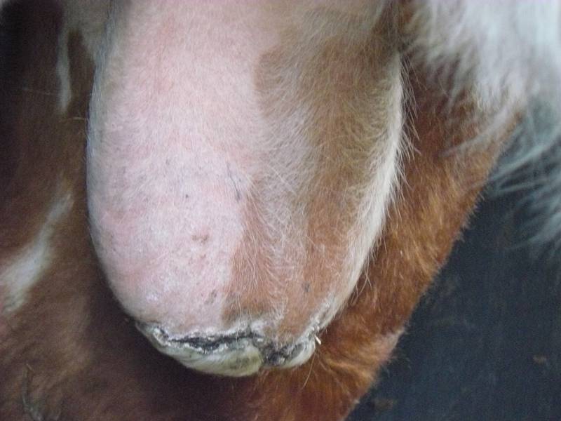 Scrotal frostbite is shown on a Hereford bull in this photo by George Perry, Ph.D., professor, Beef Cattle Reproductive Physiology, Texas A&M AgriLife Research and Extension Center.
