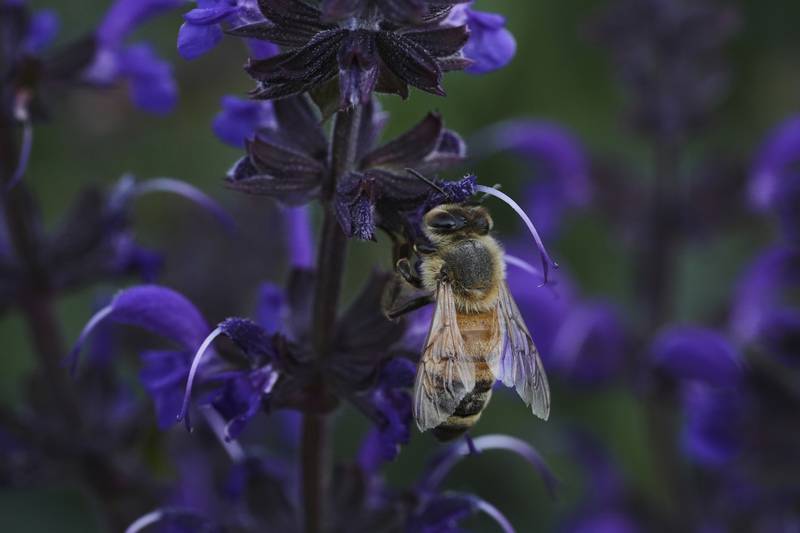 A honeybee feeds on blue sage at Black Swamp Preserve in Bowling Green, Ohio.