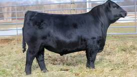 Bid on trusted genetics to strengthen cattle herds at Illinois Performance Tested Bull Sale