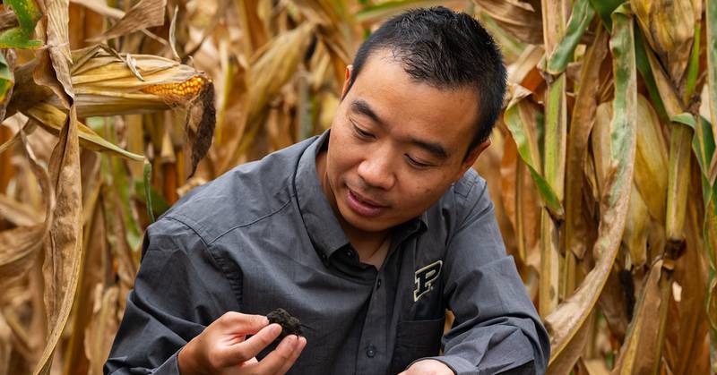 Yichao Rui, assistant professor of agronomy, inspects soil in a cornfield at Purdue’s Water Quality Field Station. Rui leads a study investigating the viability of using Kura clover as a perennial cover crop associated with corn production.