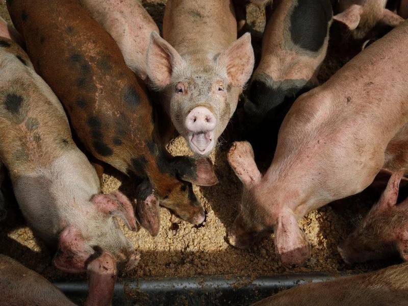 Groups sue EPA in an effort to strengthen oversight of livestock operations