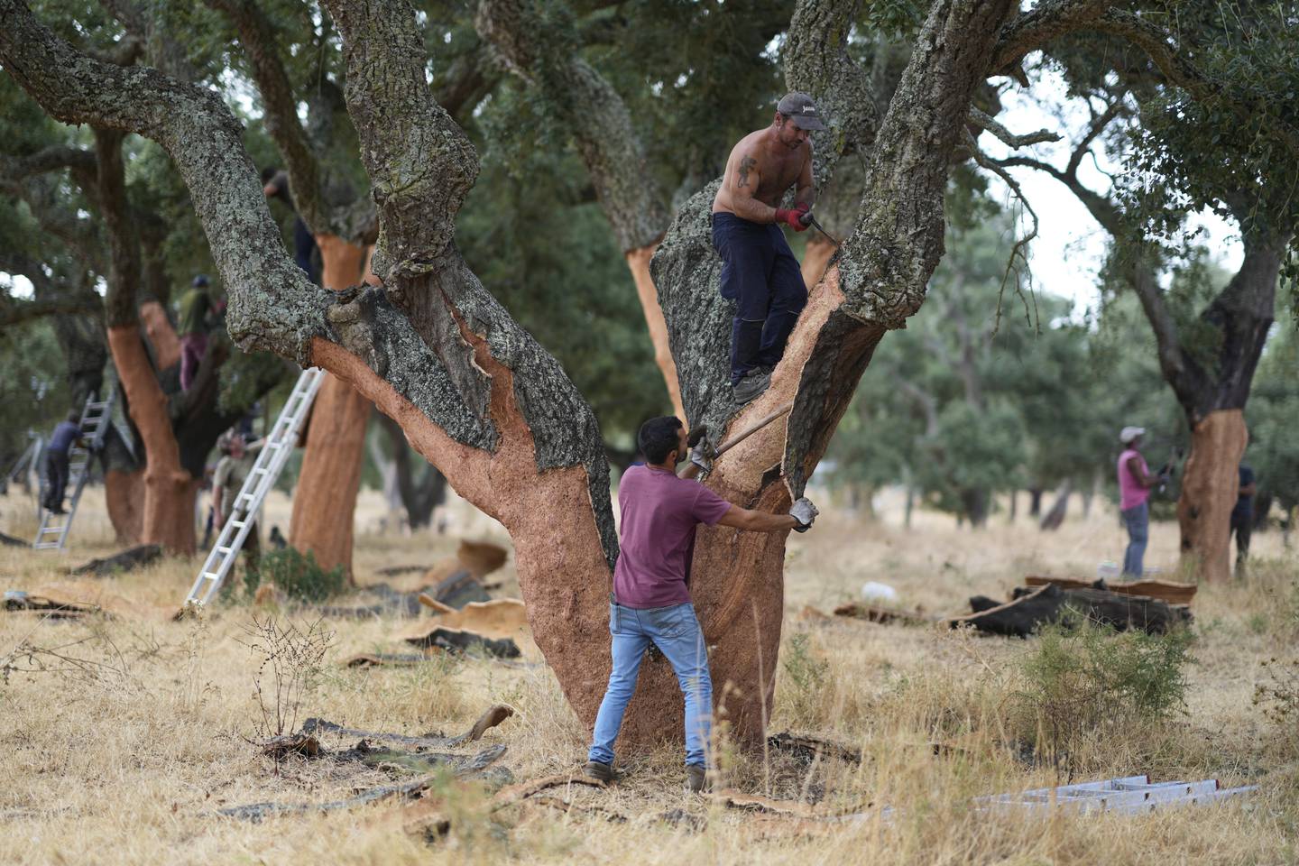 Workmen peel off the bark of cork trees, in Rio Frio, Portugal.