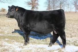 Start selecting your 2026 performance tested bulls