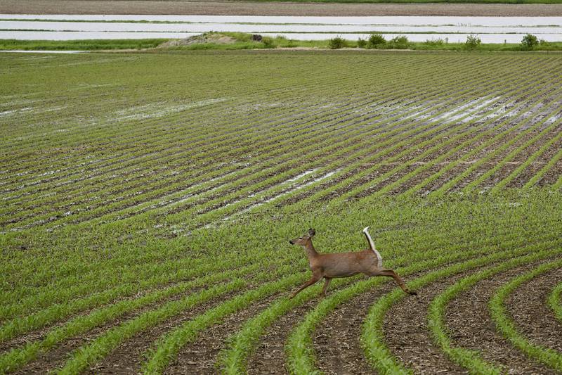 A deer runs through a field.