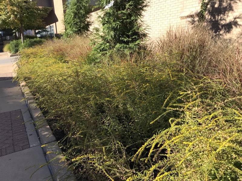Goldenrod "Fireworks" pairs well with grasses to provide a unified bed with repetition.