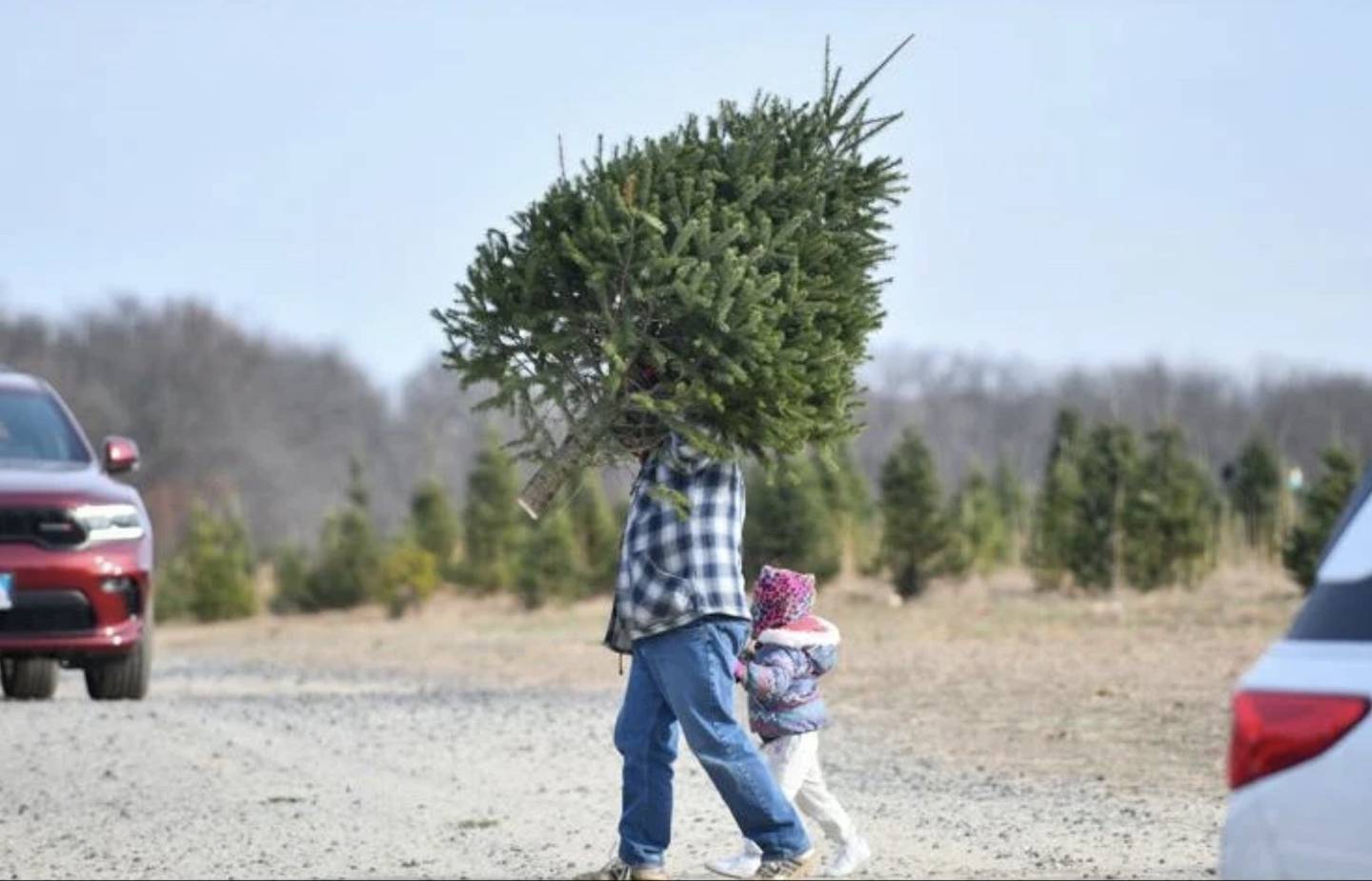 Clifford Perillo of Morris carries a Christmas tree while holding the hand of his 3-year-old daughter Keliana at Tammen Treeberry Farm in Wilmington on Nov. 30, 2024. The Perillos returned for their second year to the farm for their tree shopping.