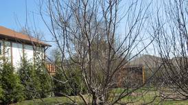 Preventing fruit tree diseases starts in the dormant season