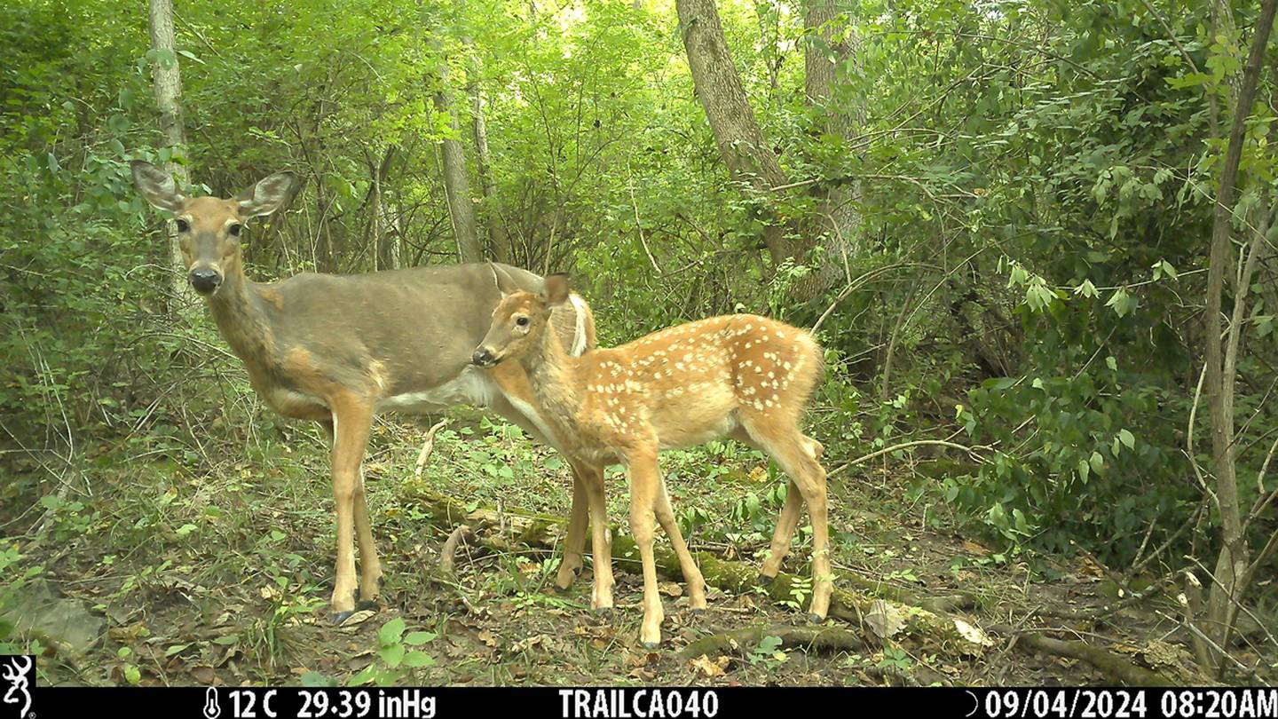 Two white-tailed deer captured by a trail camera during a five-year study to determine the most effective method for monitoring wildlife population sizes.