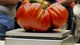 Gardening: A tomato lover’s 7 tips for growing them big