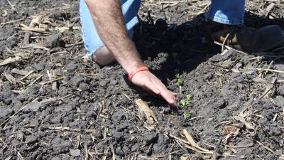 From the Fields: Crops need rain after planting