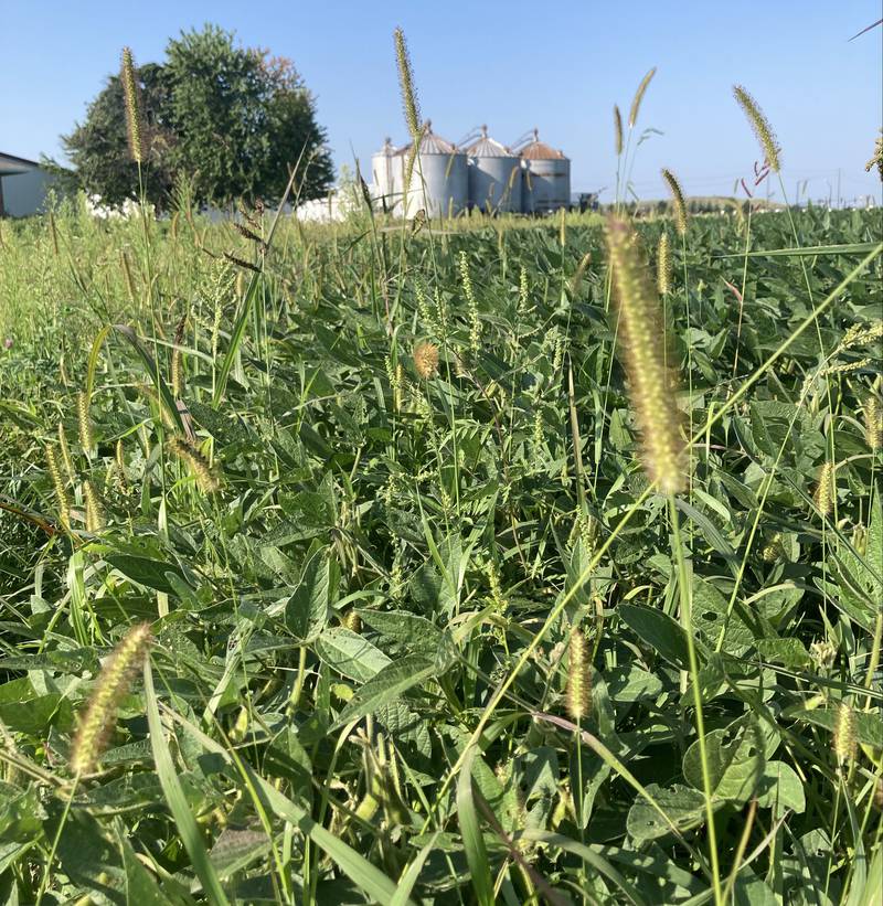 Illinois crop progress.