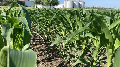 Illinois crop progress for week ending June 22