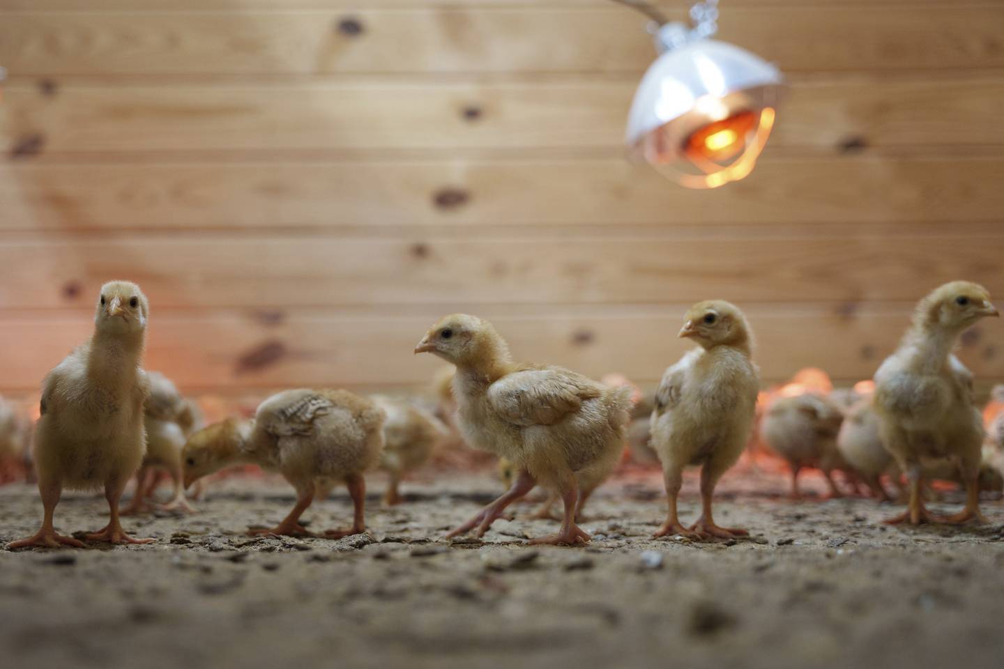 Hundreds of chicks mill around a stall at First State Animal Center and SPCA in Camden, Delaware.