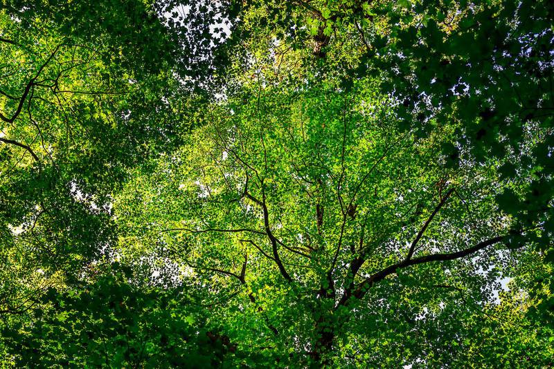 The U.S. Forest Service will abandon its nine regional offices as its parent U.S. Department of Agriculture consolidates out of Washington, D.C.