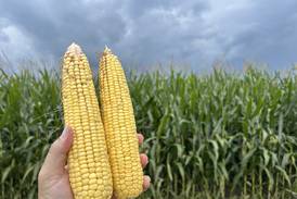 McLean corn survey estimates yields above five-year average