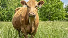 Break the late-calving cycle: Maximize heifer productivity from day one