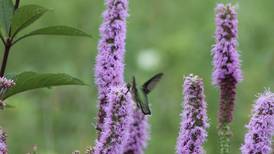 Kreith: Consider containers to support pollinators