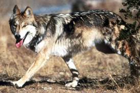 Endangered Mexican gray wolf found dead in northern Arizona