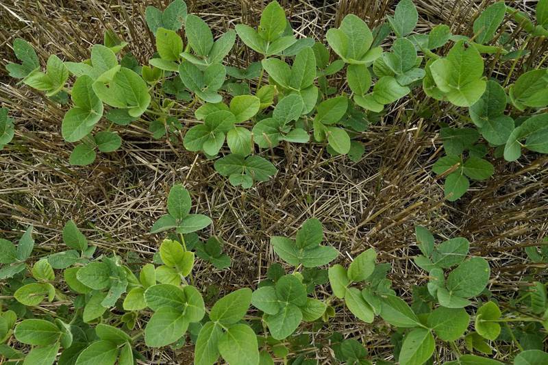 Soybeans and wheat are seen on a farm in Kankakee, Illinois.