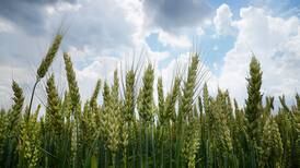 Slight uptick in winter wheat seedings