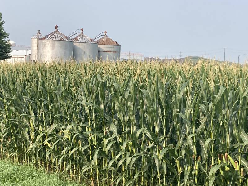 Illinois crop progress for Aug. 8, 2025.