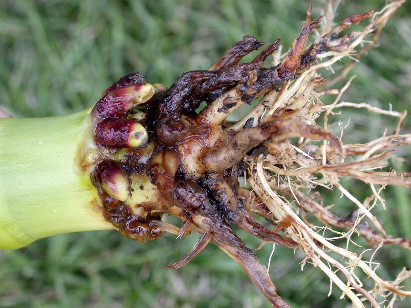 Example of the damage that corn rootworms inflict on crops.
